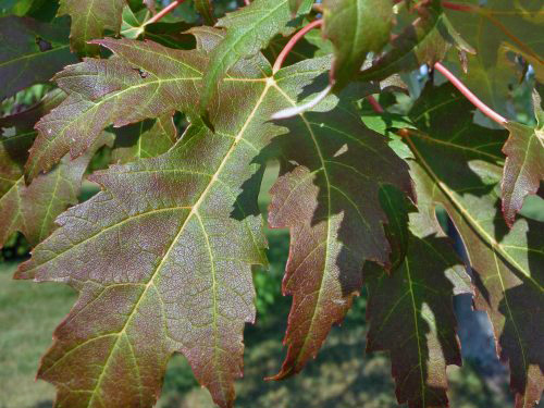 Maple leaf changing color