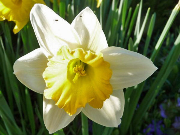Another variety of daffodil bursts forth in glorious splendor