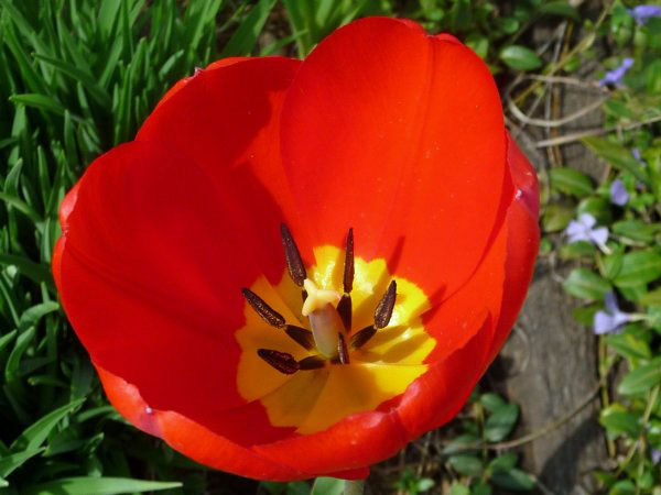 Tulip delights in morning sun
