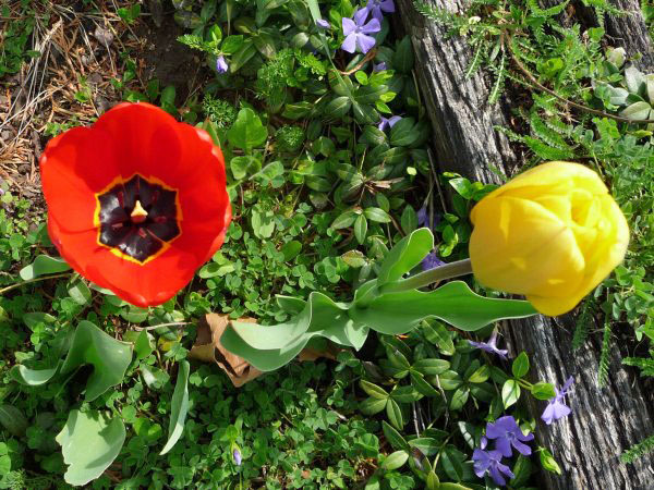 Red and yellow tulips and purple myrtle, Oh my