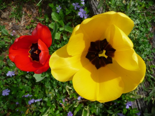 The yellow tulip blossoms have opened