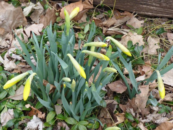 Daffodils will soon open