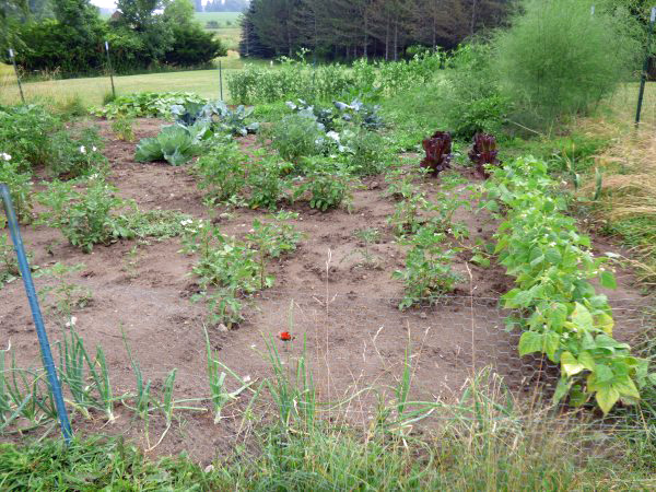 The veggie garden -- here unfinished