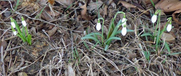 Snowdrops in the morning shade.